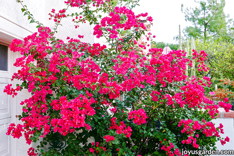 a shrub form bougainvillea barbara karst covered in deep pink flowers grows next to a driveway