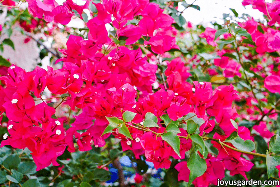 close up of vibrant deep pink bougainvillea barbara karst flowers