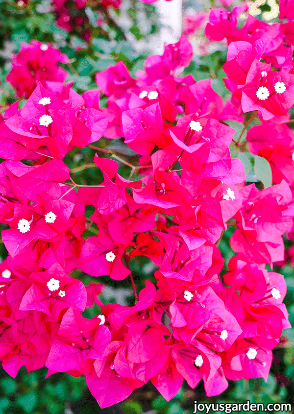 close of of the vibrant deep rose flowers of a bougainvillea barbara karst