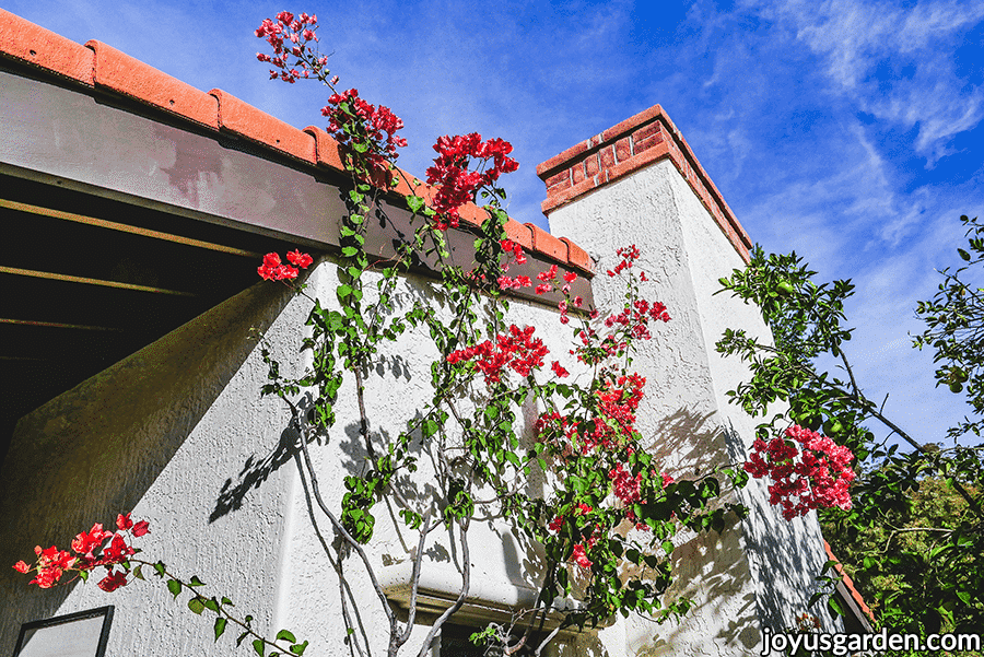 a bougainvillea with orange/pink flowers grows over the roof line of a white house