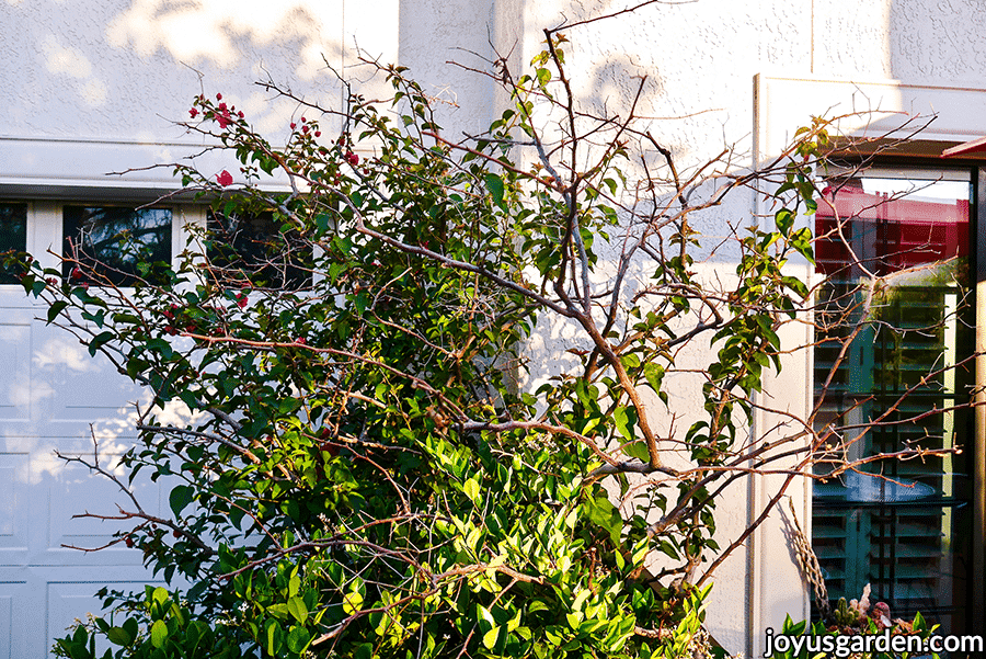 a bougainvillea with many dead looking branches hit by a freeze