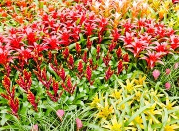 Bromeliads