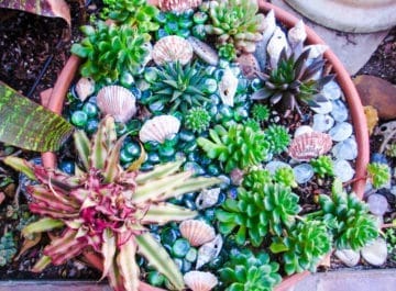 Container Gardening
