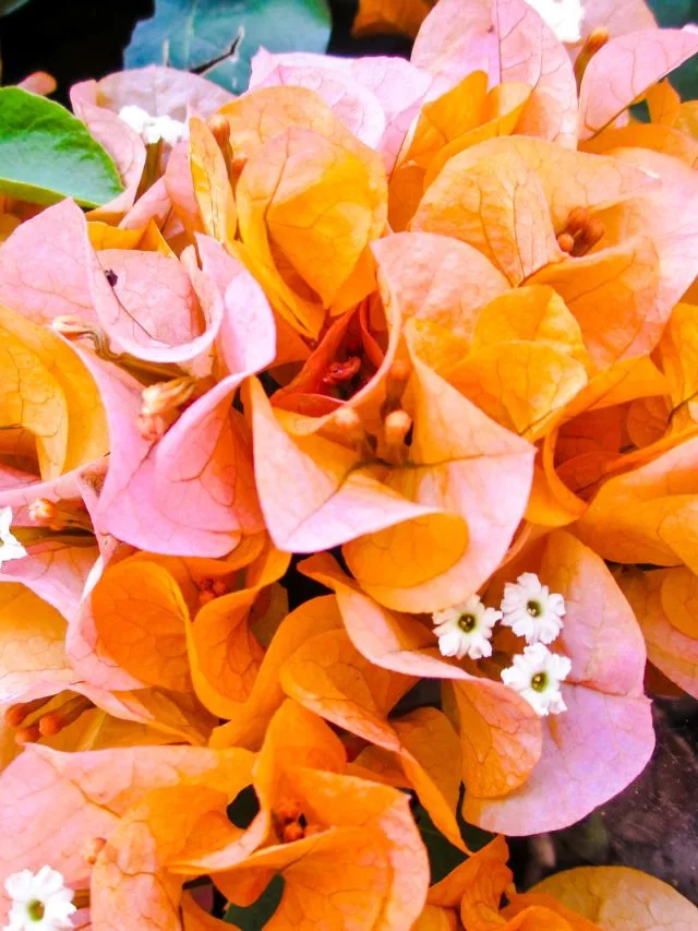 cropped-Bougainvillea.jpg