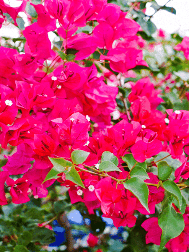 Caring For Bougainvillea In Pots