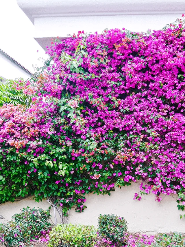 cropped-purple-bougainvillea-freeze-damage.png