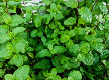 Herbs