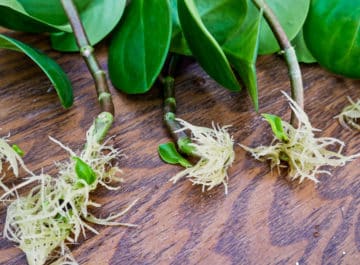 Propagation