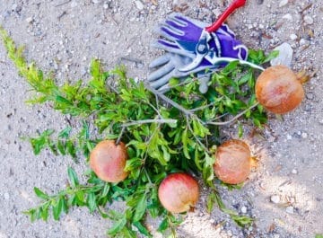 Pruning