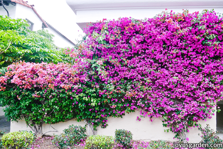 How Bougainvillea Comes Back After A Freeze