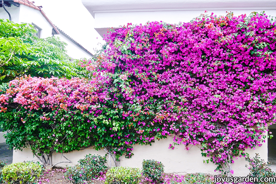 light pink & purple/pink bougainvilleas in full bloom growing against a wall