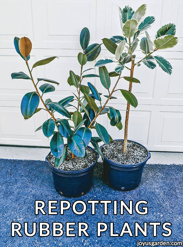 Repotting Rubber Plants (Ficus Elastica): The Soil to Use and How to Do It