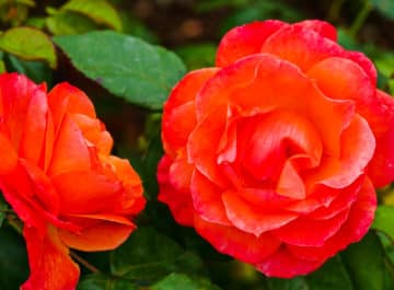 Roses