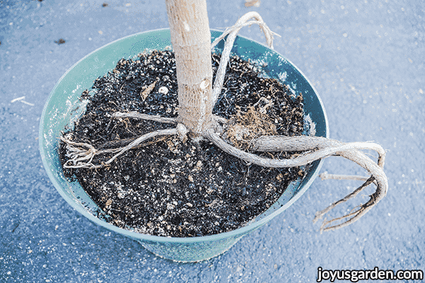 looking down at a the aerial roots of a rubber plant ficus elastica