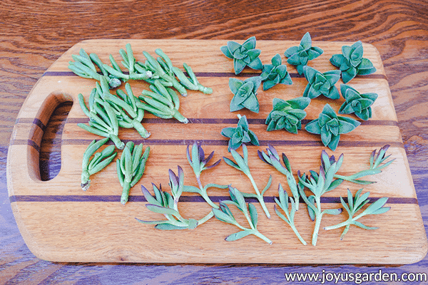 a variety of succulent cuttings sit on a wooden cutting board