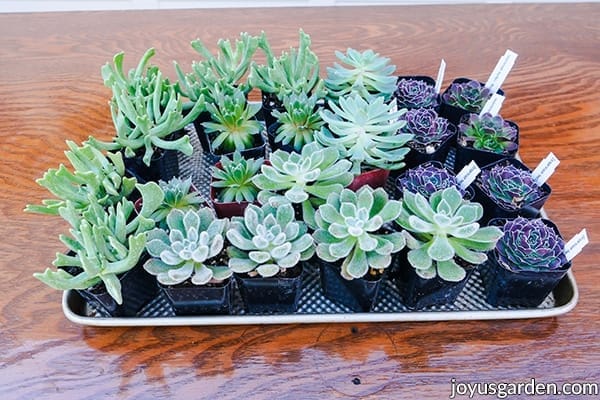 a tray full of mixed succulents in 2" pots