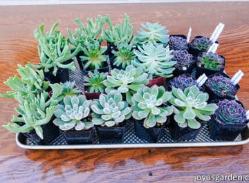 Succulents