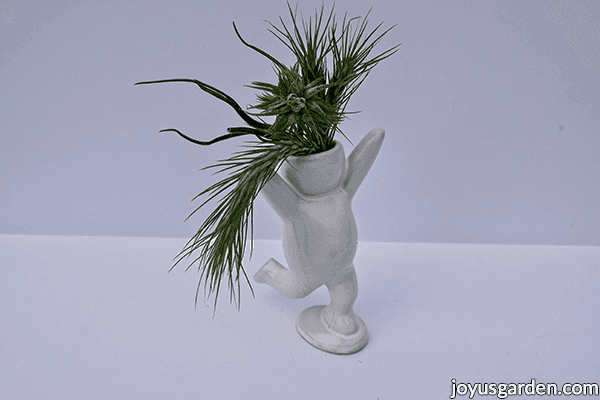 3 small tillandsia air plants in a white ceramic holder