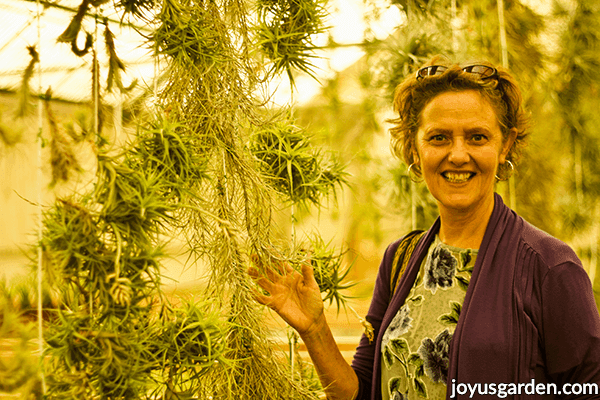 nell foster of joy us garden in a tillandsia air plant growers greenhouse next to hanging air plants