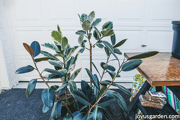 3 rubber plants ficus elasticas sit next to a potting table with planting supplies