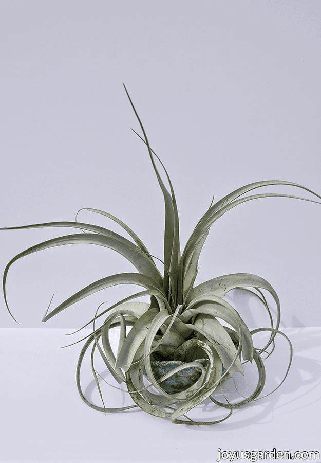 an open tillandsia xerographica air plant in a blue ceramic dish