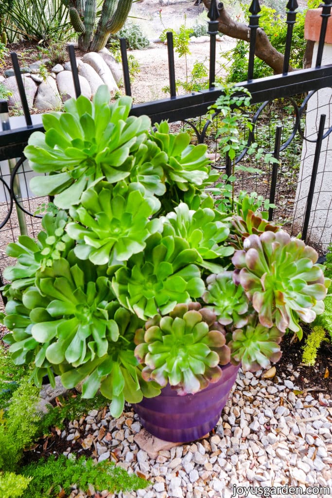 a planting of large aeonium succulents grows in a purple pot