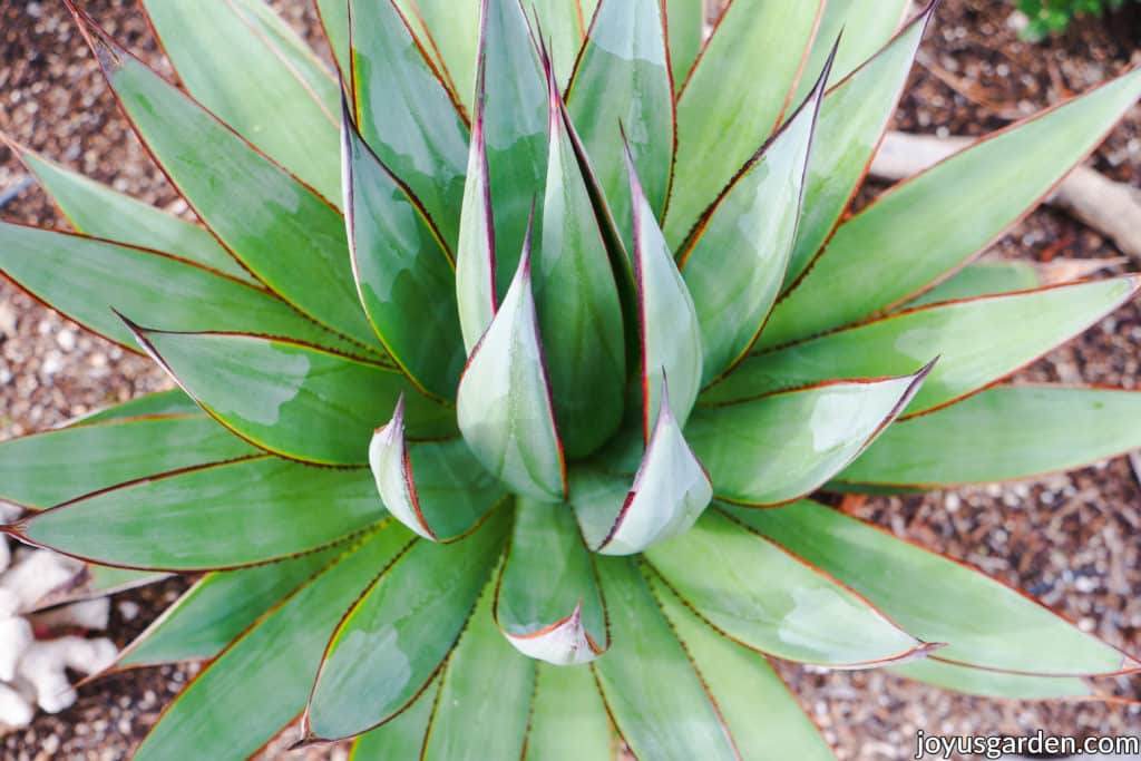 looking down on a red edge agave