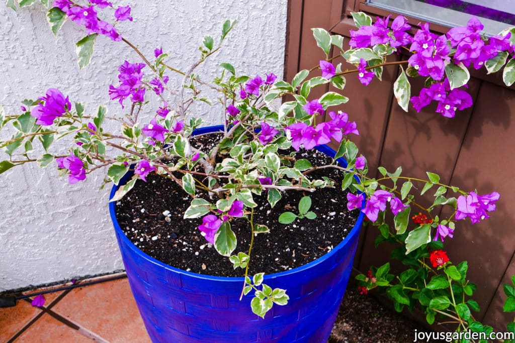 a variegated bougainvillea blueberry ice with deep violet flowers grows in a tall blue pot