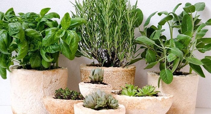 small cement containers in various sizes hold basil rosemary sage & succulents 