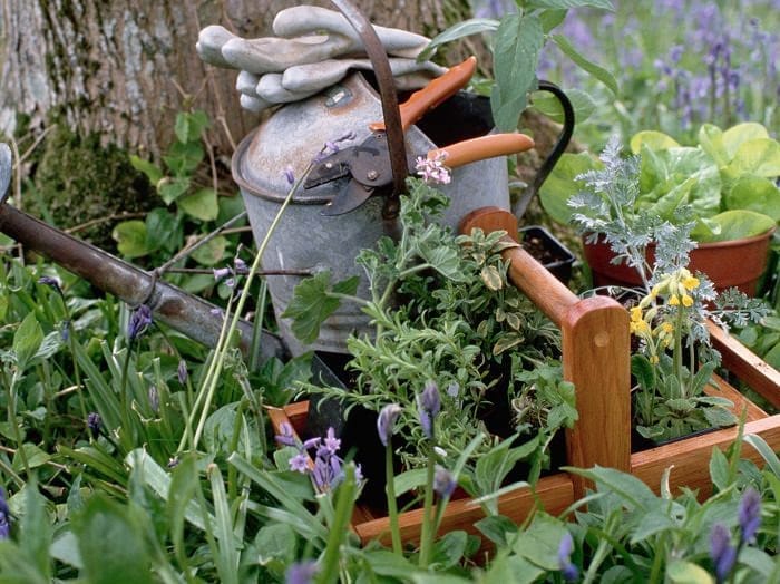 a watering can gloves pruners & a wooden basket sit amongst herbs in a kitchen herb garden