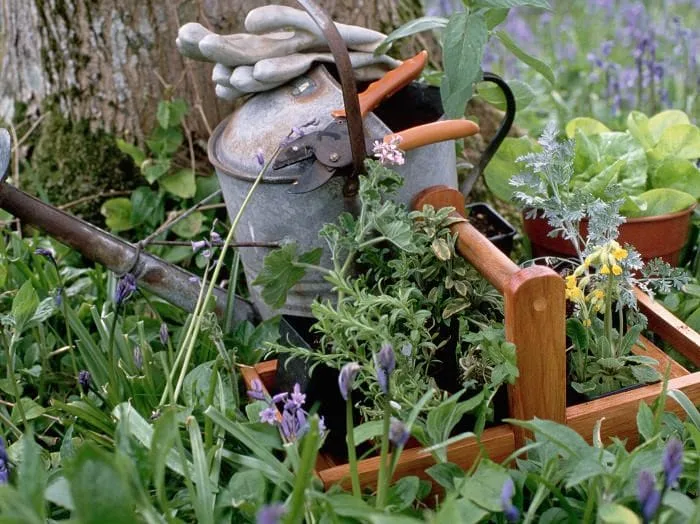 a watering can gloves pruners & a wooden basket sit amongst herbs in a kitchen herb garden
