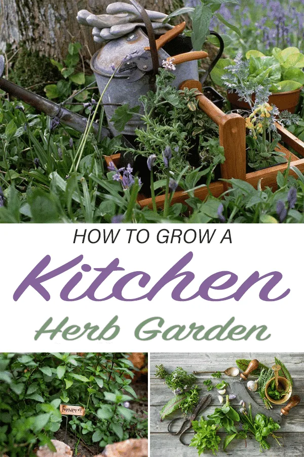 a collage with 3 pictures of herbs the text reads how to grow a kitchen herb garden