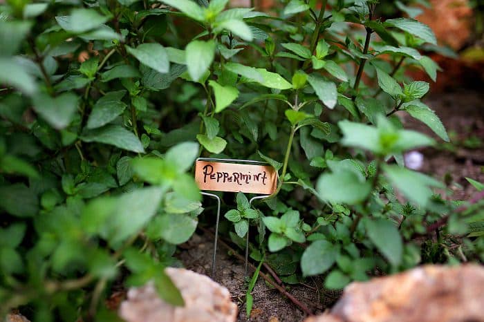 close up of a peppermint plant in the garden a small copper sign reads peppermint in a kitchen herb garden