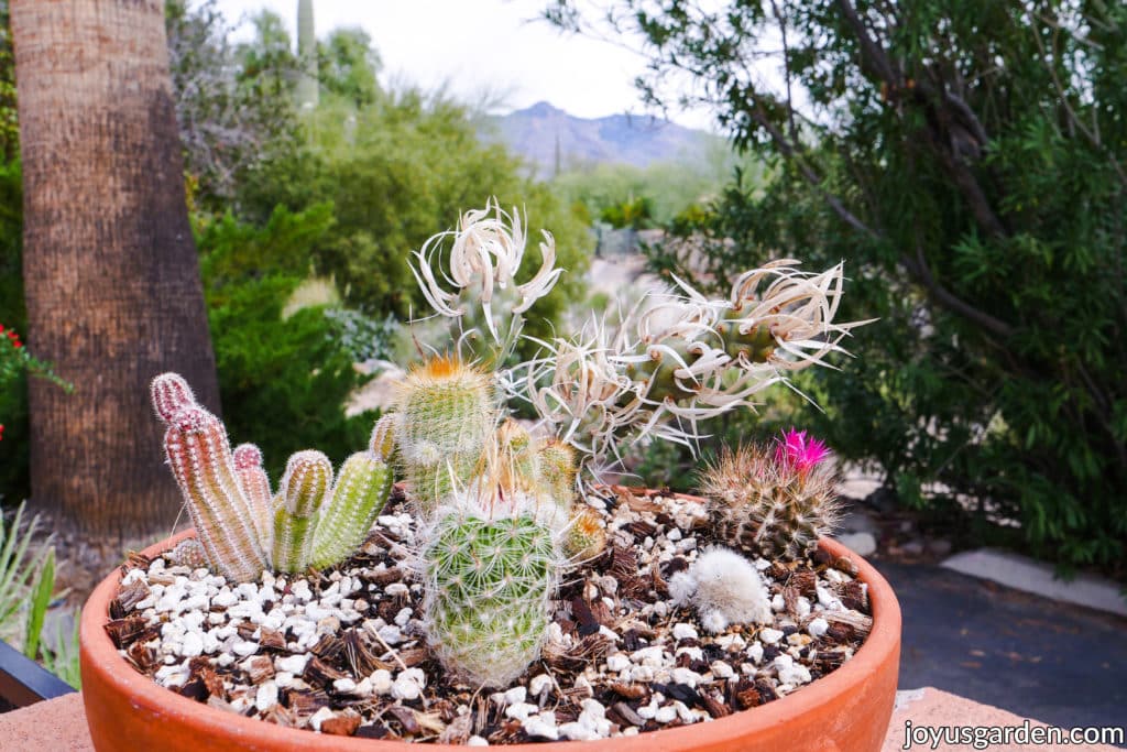 a low terra cotta bowl holds a mixed cactus garden