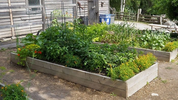 2 wooden raised garden bed full of vegetables & herbs