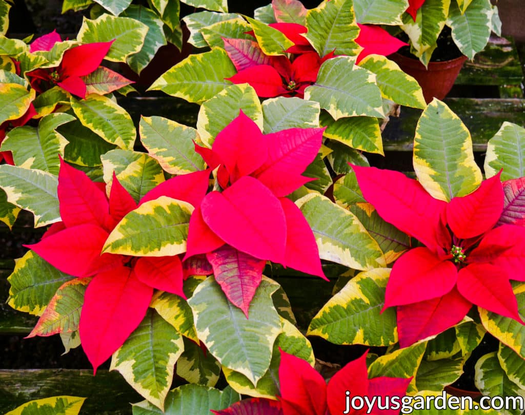 red poinsettias with variegated leaves these are poinsettia tapestry