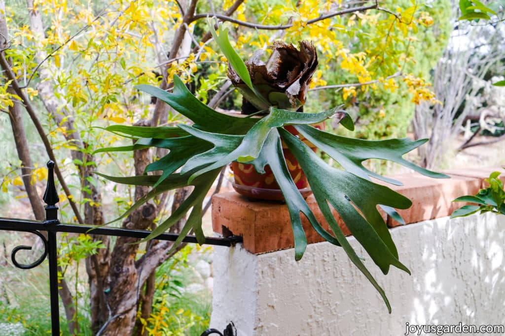 a staghorn fern in a pot growing in the desert sits on a wall