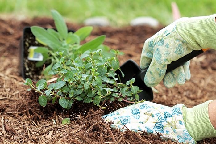 2 hands with gloves are planting herbs with a trowel in the garden