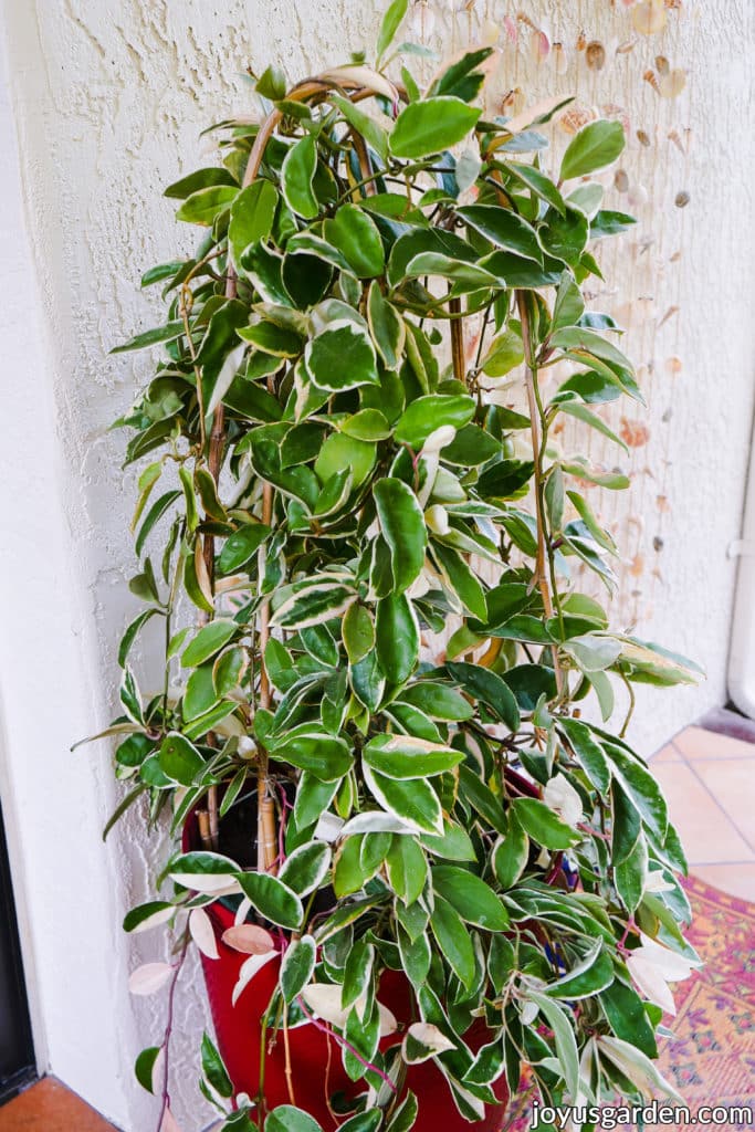 a large variegated hoya in a red pot grows over bamboo hoops