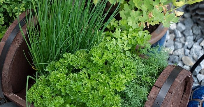 close up of parsley chives & dill herb plants in a small barrel 