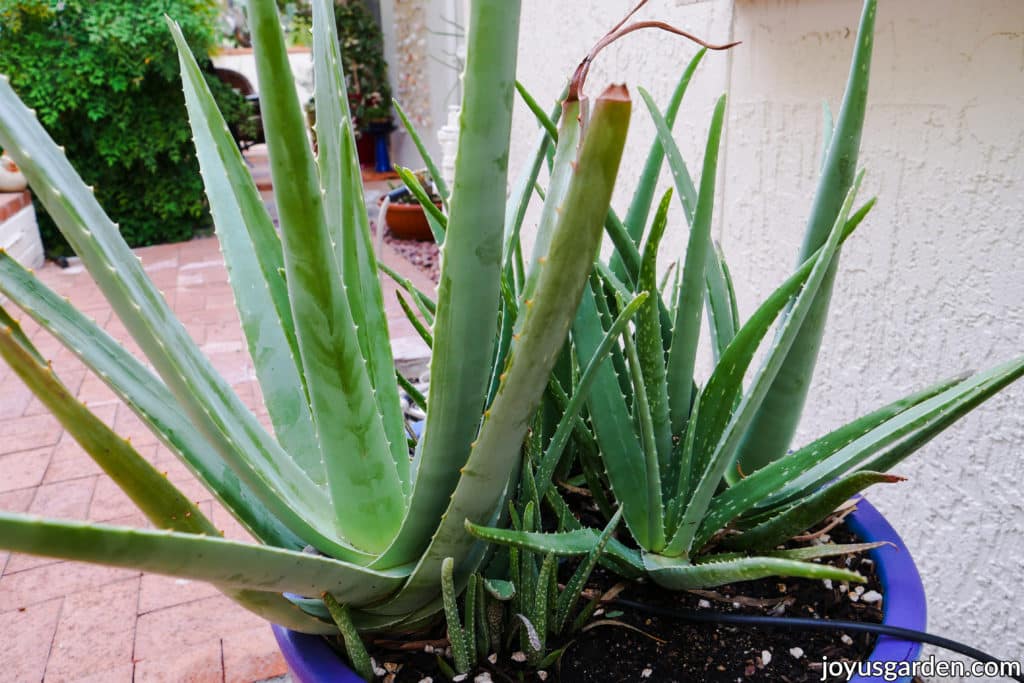 a planting of large aloe vera plants growing outdoors