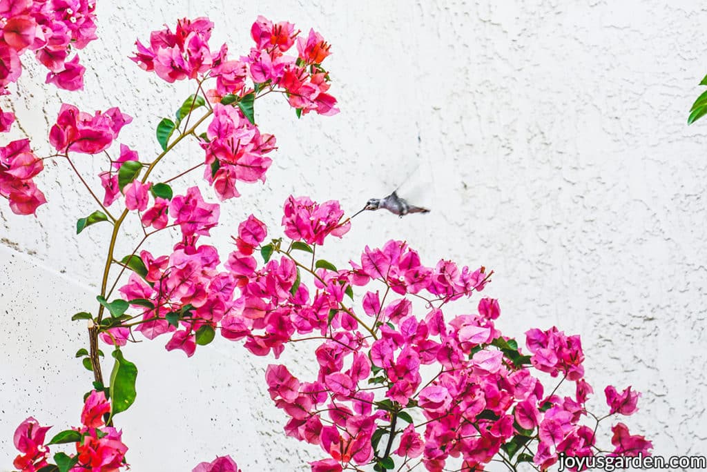 A hummingbird drinks off a flower of a pink bougainvillea in full bloom.