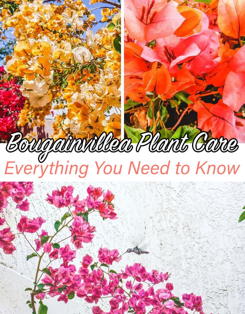 a collage with 3 different colors of bougainvillea the text reads bougainvillea plant care everything you need to know