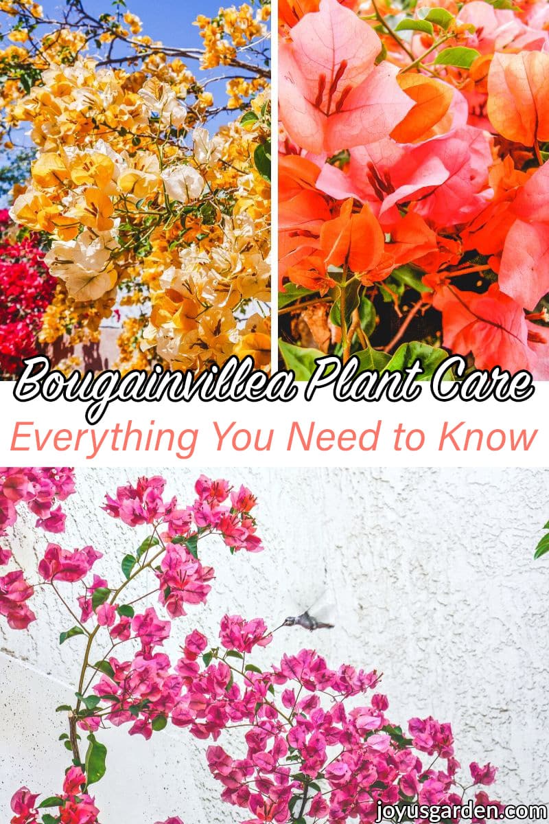 A collage with 3 different colors of bougainvillea the text reads bougainvillea plant care everything you need to know.