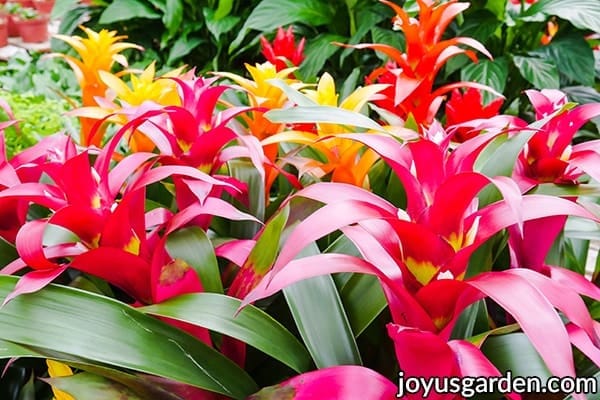 guzmania bromeliads with red yellow & pink flowers