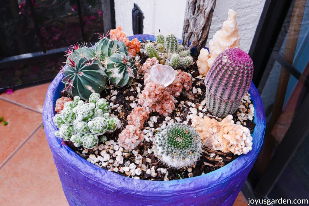 a mixed cactus planting grows in a blue pot with decorative rocks as accents
