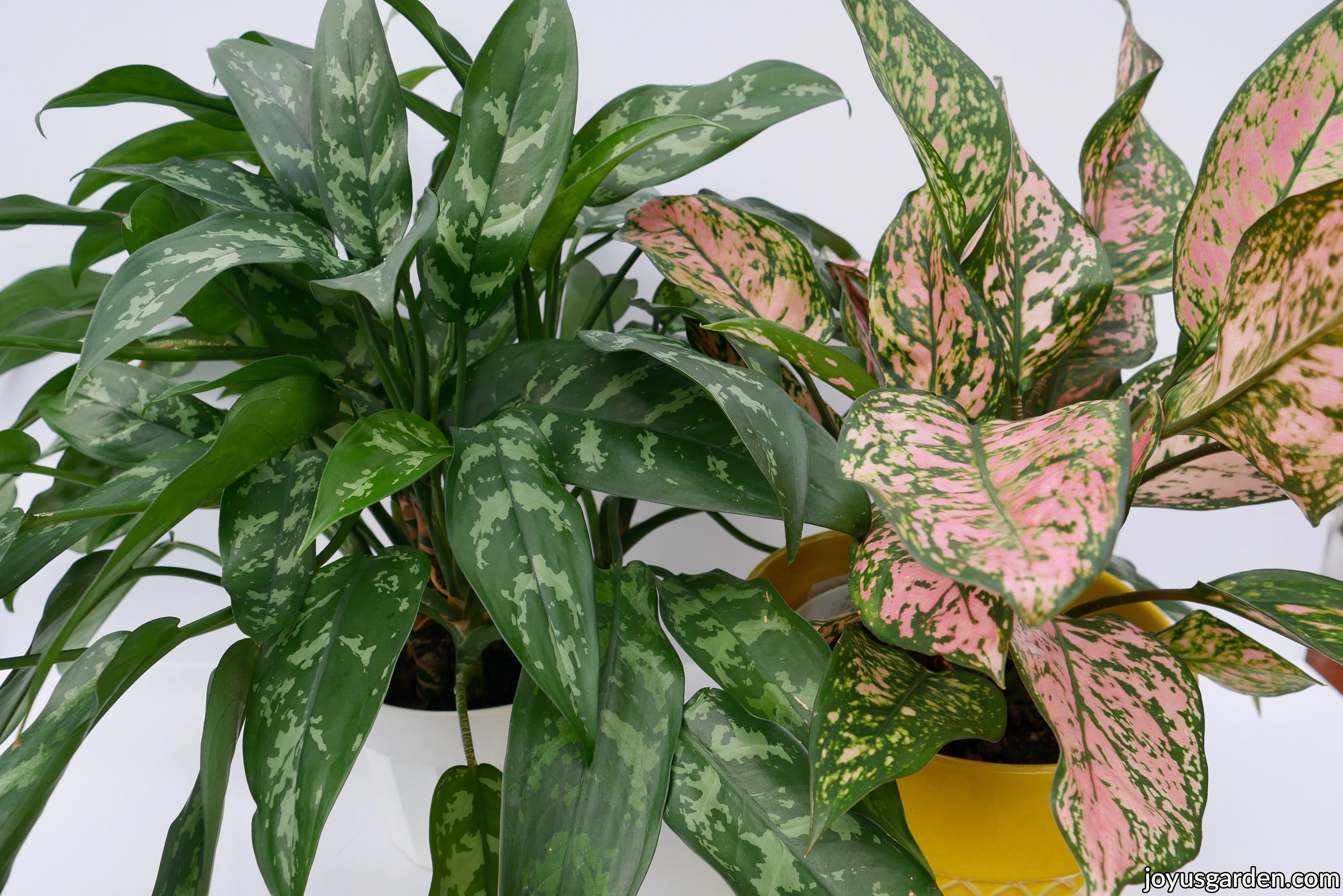 Two chinese evergreen aglaonema plants 1 with green foliage & the other with  pink & green foliage sit on a table.