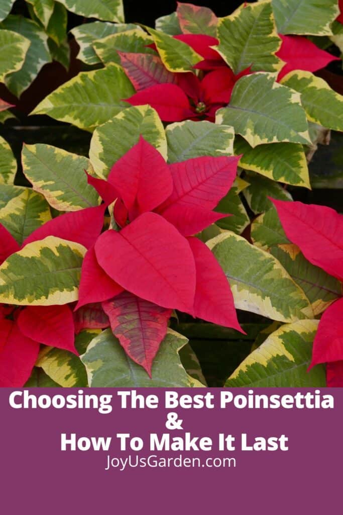 many red tapestry poinsettias with red flowers the text reads choosing the best poinsettia & how to make it last joyusgarden.com
