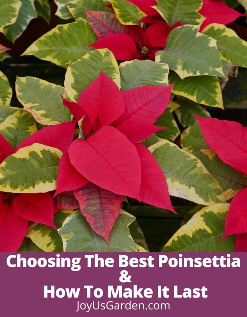 many red tapestry poinsettias with red flowers the text reads choosing the best poinsettia & how to make it last joyusgarden.com