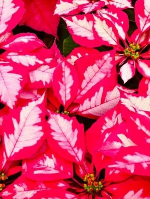 Stories Archive Joy Us Garden Care Propagation And Pruning stories-archive-joy-us-garden-care-propagation-and-pruning